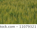 Wheat field 11079321