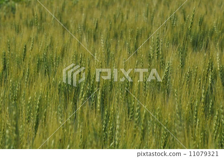 Wheat field Wheat field 11079321