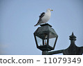 Seagulls and street lights 11079349