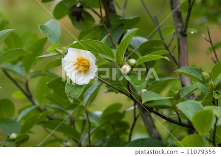 薩魯伍德的花 11079356