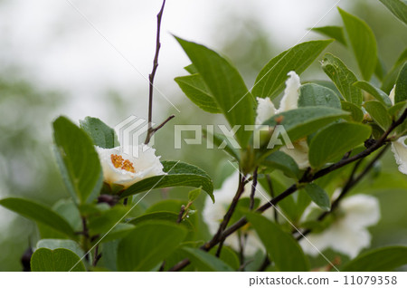 薩魯伍德的花 薩魯伍德的花 11079358
