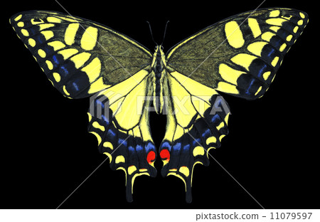Butterfly Butterfly 11079597