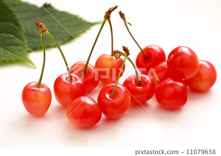Cherry cherries Sato Nishiki white background Cherry cherries Sato Nishiki white background 11079638
