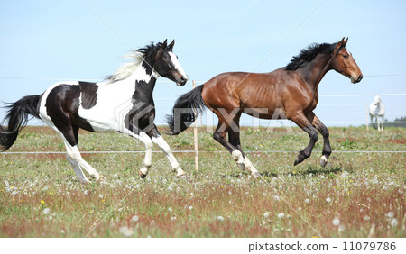 Two amazing horses running together 11079786