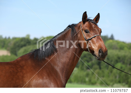 Nice brown horse with show halter, looking at you 11079787
