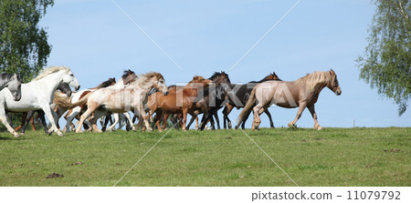 Very various barch of horses running on pasturage 11079792