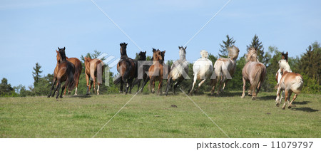 Very various barch of horses running on pasturage 11079797
