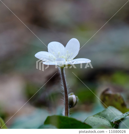 White Common Hepatica 11080026
