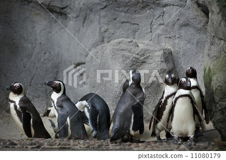 Group of penguins on the rocks background Group of penguins on the rocks background 11080179