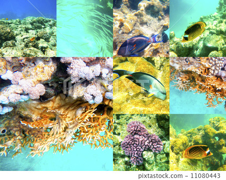 Coral and fish in the Red Sea, Egypt, Africa. 11080443