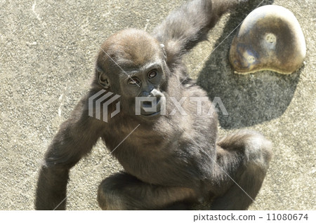 Gorilla Gorilla 11080674