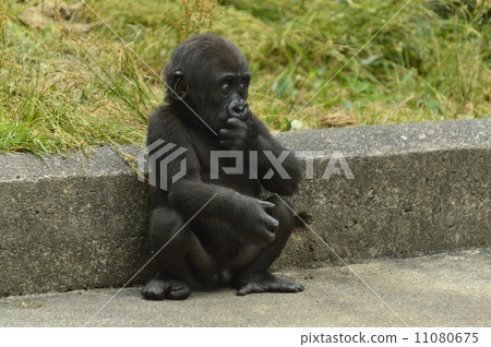 Gorilla Gorilla 11080675