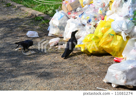 Crows rubbing rubbish 11081274