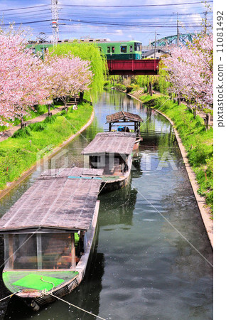 Cherry blossom trees on the Fushimi moat river 11081492