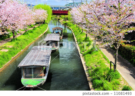 Cherry blossom trees on the Fushimi moat river 11081493