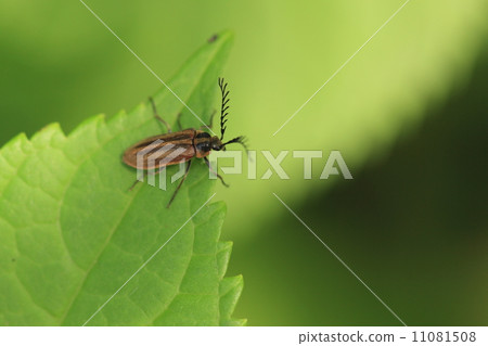 Living things Insects Hige Naga Hananomi, I see it on the waterside, but the ecology seems to be a lot of snakes 11081508