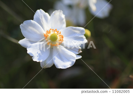 Shuigayuki flower 11082005