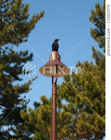 A bird that stops on the lamp 11082070