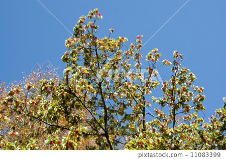 Scarlet fruit of the yellow-tailed potato 11083399