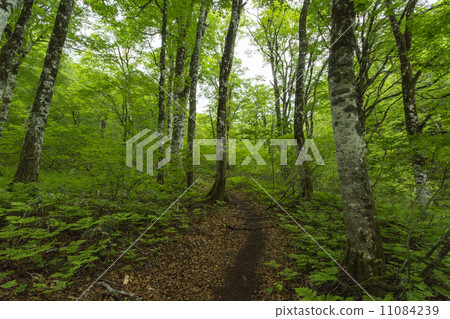 自然公園 11084239