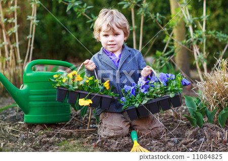 Little boy gardening and planting flowers in garden 11084825