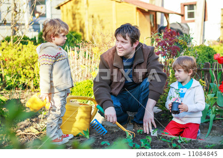 Two little boys and father planting seedlings in vegetable garde 11084845