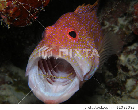 Yukatahata with a shrimp in the ocean of the Yaeyama Islands Okinawa cleaning the mouth 11085082