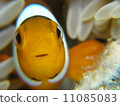 Clownfish clownfish在沖繩八重山群島 11085083