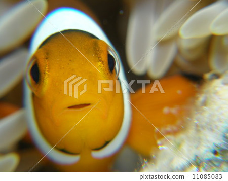 Clownfish clownfish in the Okinawa Yaeyama Islands 11085083