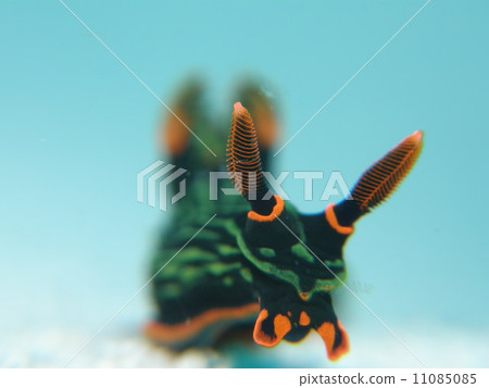 沖繩八重山群島在海洋紅色pheasy 11085085