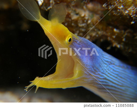 在八重山群島沖繩群島Hanahige幼崽的海中 在八重山群島沖繩群島Hanahige幼崽的海中 11085088