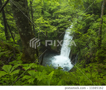 五種顏色是原始的 11085162