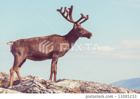Raindeer 11085233
