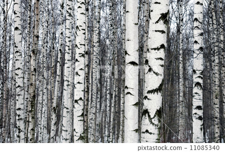 Birch forest photo texture 11085340