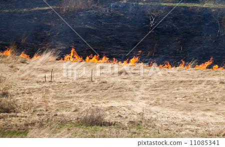 Fire on dry grass in the field inflated by a strong wind 11085341