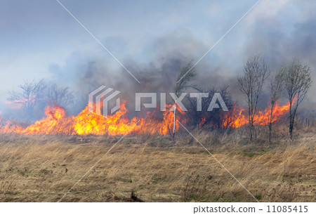 Fire on dry grass and trees in the field inflated by a strong wind 11085415
