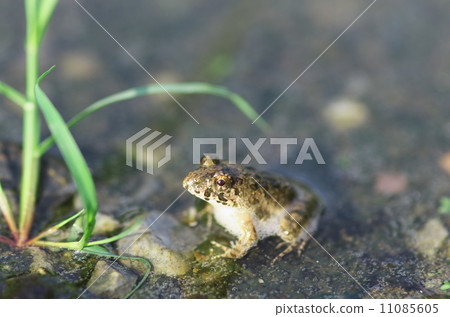 Puddle frog Puddle frog 11085605