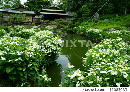 Both legs semi-summer garden 11085685