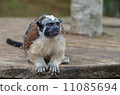 Tity monkey Tity monkey 11085694