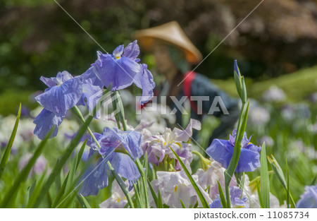 Iris and flower picking girl 11085734