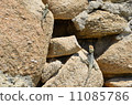 A lizard A lizard 11085786