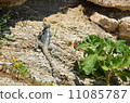 A lizard A lizard 11085787