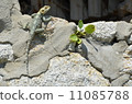 A lizard A lizard 11085788