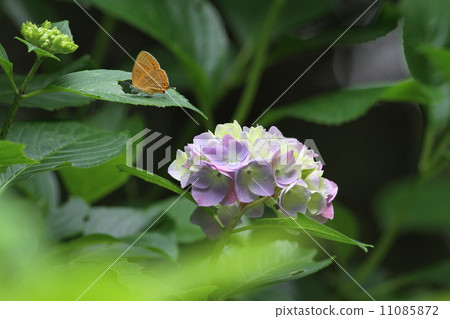 繡球花和Zephyrus 11085872