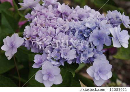 花繡球花 11085921