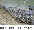 鱷魚 11086180
