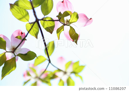 山茱萸桃紅色花 山茱萸桃紅色花 11086207