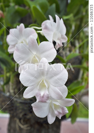 Orchid Orchid 11086355