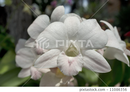 Orchid Orchid 11086356