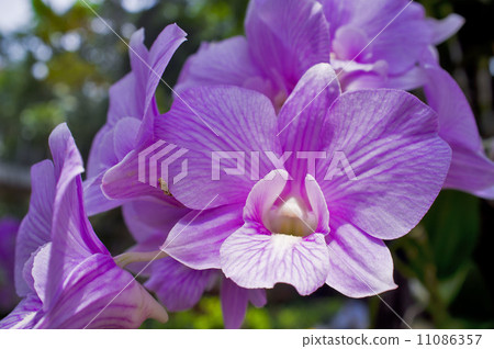 Orchid Orchid 11086357